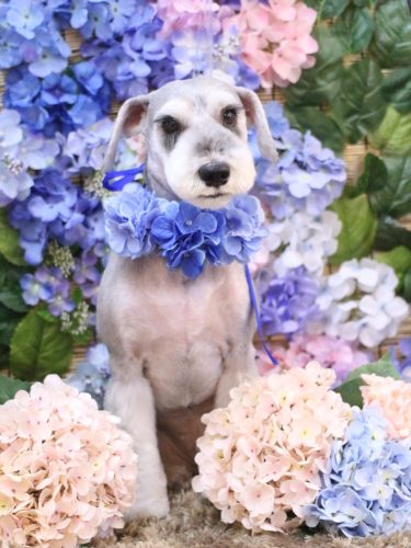 20250620りくくん